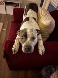 Reunited Male Dog last seen 8th and 34th, Gainesville, FL 32607