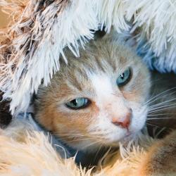 Shelter Stray Male Cat last seen , 3607 N Armenia Ave, Tampa, FL 33607, USA
