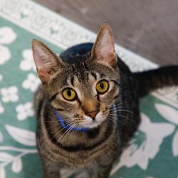Shelter Stray Male Cat last seen , 3607 N Armenia Ave, Tampa, FL 33607, USA