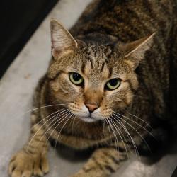 Shelter Stray Male Cat last seen , 3607 N Armenia Ave, Tampa, FL 33607, USA