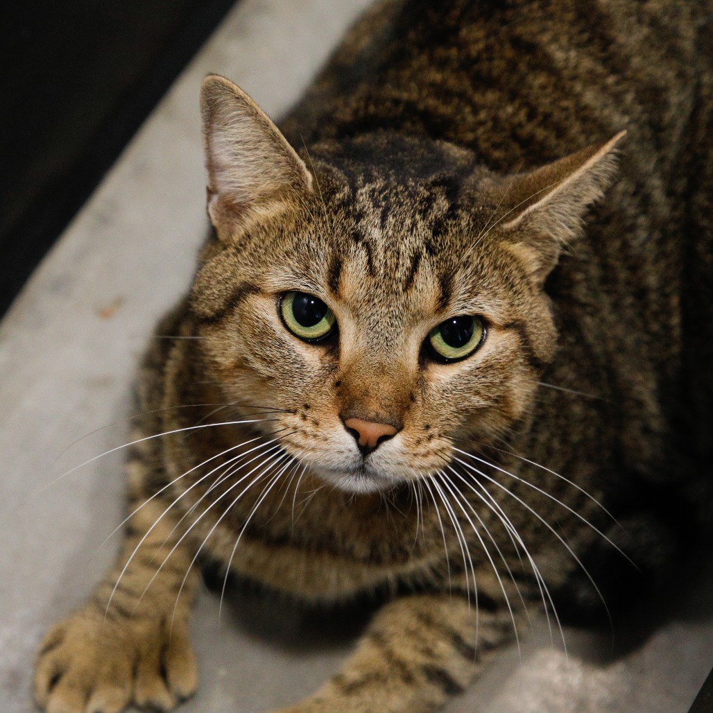 Shelter Stray Male Cat last seen , 3607 N Armenia Ave, Tampa, FL 33607, USA