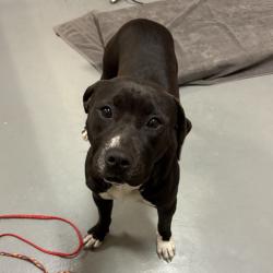 Shelter Stray Unknown Dog last seen , 2608 Center St, Tacoma, WA 98409, USA