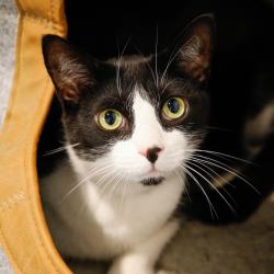 Shelter Stray Male Cat last seen , 3607 N Armenia Ave, Tampa, FL 33607, USA