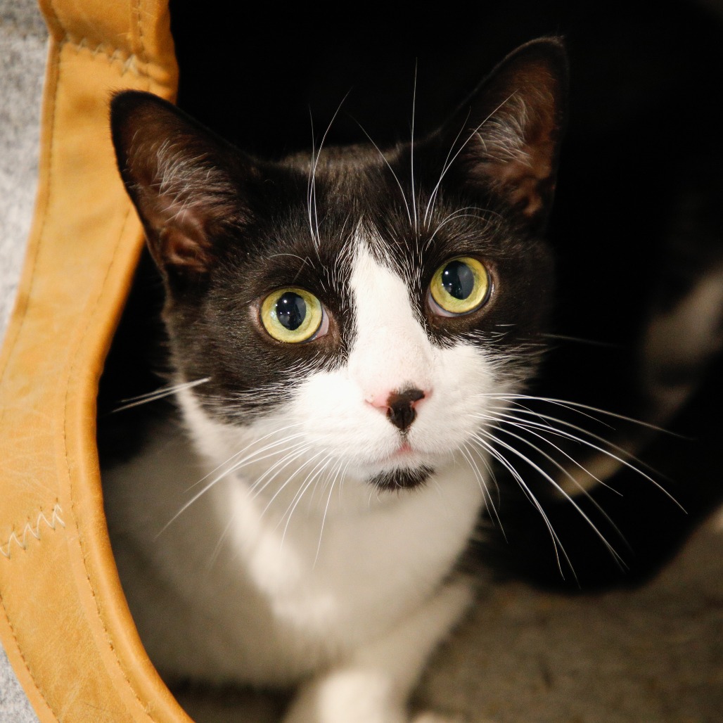 Shelter Stray Male Cat last seen , 3607 N Armenia Ave, Tampa, FL 33607, USA