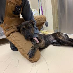 Shelter Stray Male Dog last seen , 5570 Sturmer Park Cir, Winston-Salem, NC 27105, USA