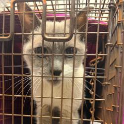 Shelter Stray Female Cat last seen , Animal Care & Control Team of Philly, 111 W Hunting Park Ave, Philadelphia, PA 19140, USA