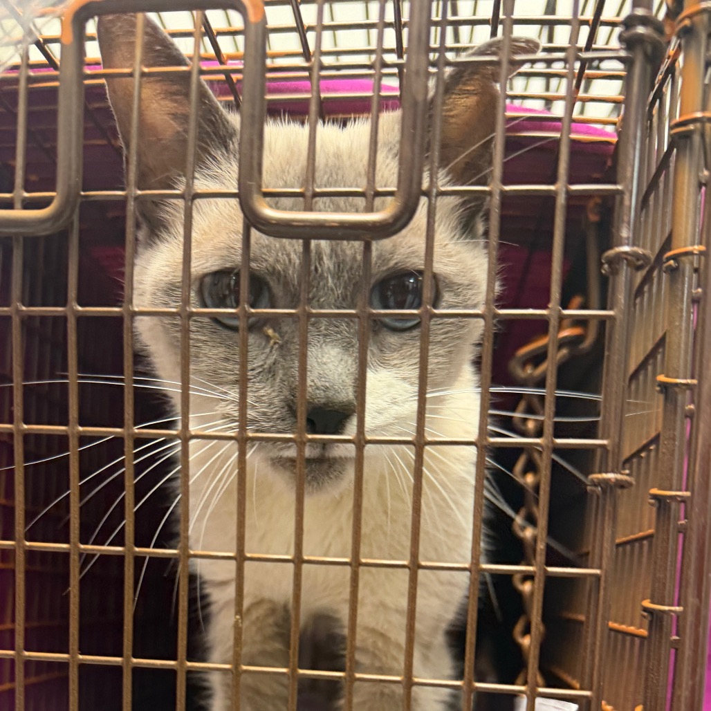 Shelter Stray Female Cat last seen , Animal Care & Control Team of Philly, 111 W Hunting Park Ave, Philadelphia, PA 19140, USA