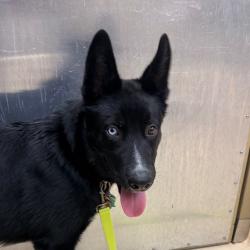 Shelter Stray Male Dog last seen , 5570 Sturmer Park Cir, Winston-Salem, NC 27105, USA