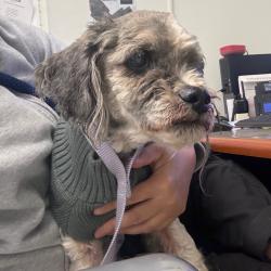 Shelter Stray Male Dog last seen , Animal Care & Control Team of Philly, 111 W Hunting Park Ave, Philadelphia, PA 19140, USA