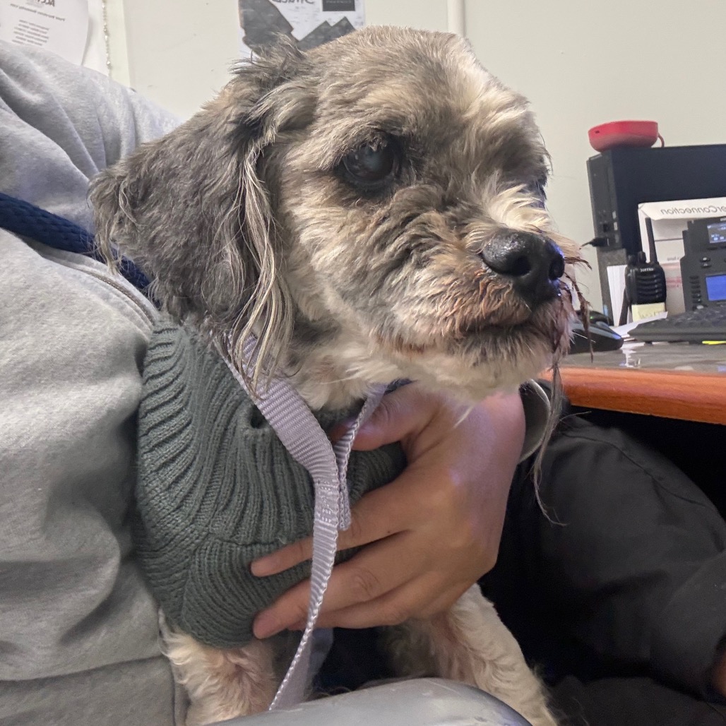 Shelter Stray Male Dog last seen , Animal Care & Control Team of Philly, 111 W Hunting Park Ave, Philadelphia, PA 19140, USA