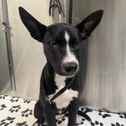 Shelter Stray Female Dog last seen , Animal Care & Control Team of Philly, 111 W Hunting Park Ave, Philadelphia, PA 19140, USA
