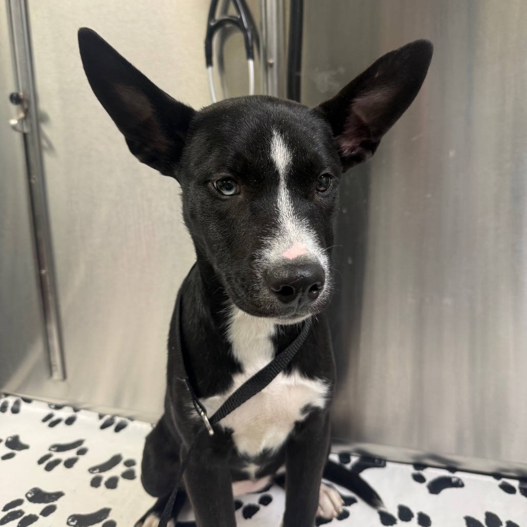 Shelter Stray Female Dog last seen , Animal Care & Control Team of Philly, 111 W Hunting Park Ave, Philadelphia, PA 19140, USA