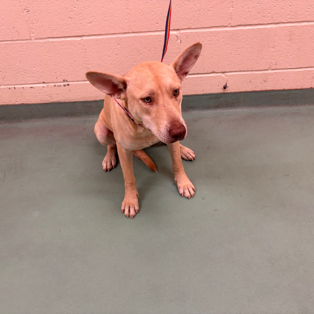 Shelter Stray Female Dog last seen , 2350 Appling City Cove, Memphis, TN 38133, USA