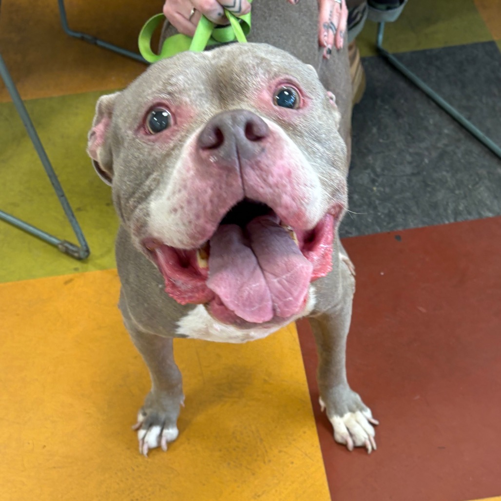 Shelter Stray Female Dog last seen , Animal Care & Control Team of Philly, 111 W Hunting Park Ave, Philadelphia, PA 19140, USA