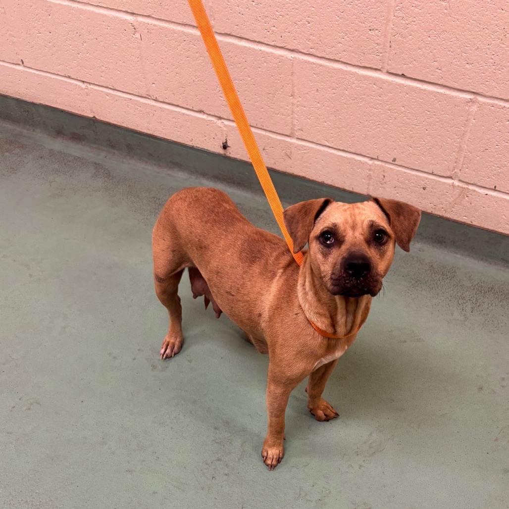 Shelter Stray Female Dog last seen , 2350 Appling City Cove, Memphis, TN 38133, USA