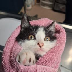 Shelter Stray Male Cat last seen , 1244 N Delsea Dr, Vineland, NJ 08360, USA