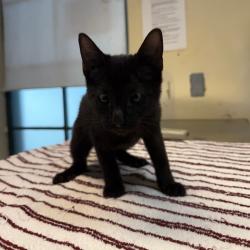 Shelter Stray Male Cat last seen , 361 S Raymond Ave, Pasadena, CA 91105, USA