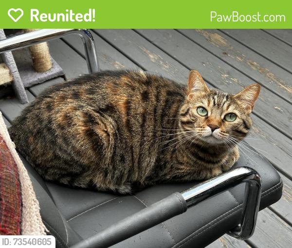 Reunited Female Cat last seen Carolina, Vancouver, BC V5T 2V2