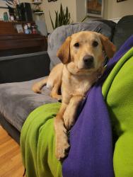 Reunited Female Dog last seen Raleigh Ln NE, Spring Lake Park, MN 55432, USA, Spring Lake Park, MN 55432