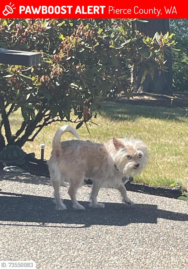 Lost Male Dog last seen Lincoln tree farm, Pierce County, WA 98387