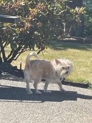 Lost Male Dog last seen Lincoln tree farm, Pierce County, WA 98387