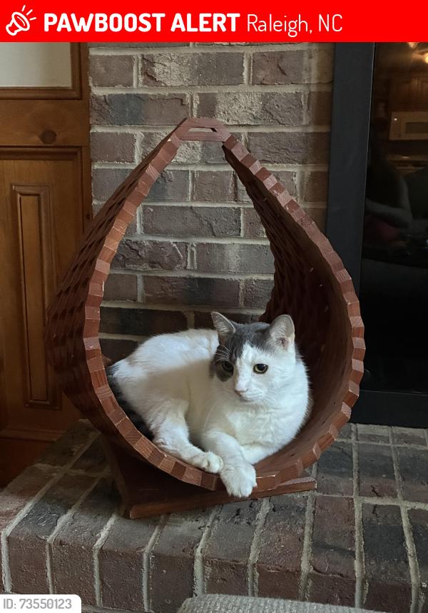 Lost Male Cat last seen Litchford Road near Falls of Neuse, Raleigh, NC 27615