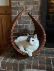 Lost Male Cat last seen Litchford Road near Falls of Neuse, Raleigh, NC 27615