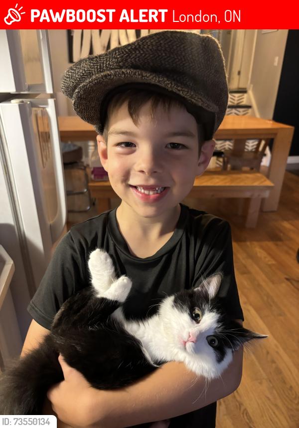 Lost Female Cat last seen Huron and highbury, London, ON 