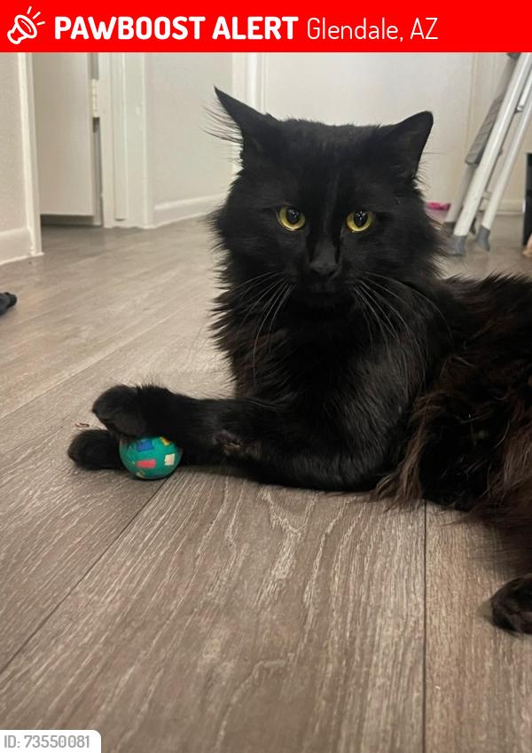 Lost Male Cat last seen thunderbird and 51st ave, Glendale, AZ 85306