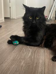 Lost Male Cat last seen thunderbird and 51st ave, Glendale, AZ 85306