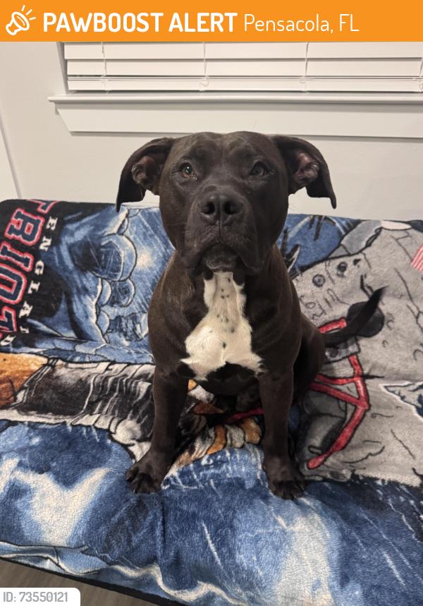 Found/Stray Male Dog last seen Andrew ave & Delano st, Pensacola, FL 32505