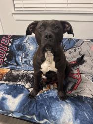 Found/Stray Male Dog last seen Andrew ave & Delano st, Pensacola, FL 32505