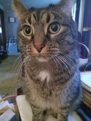 Lost Male Cat last seen Wilbeth and Brown St., Akron, OH 44301