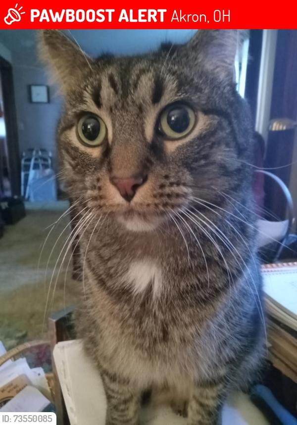 Lost Male Cat last seen Wilbeth and Brown St., Akron, OH 44301