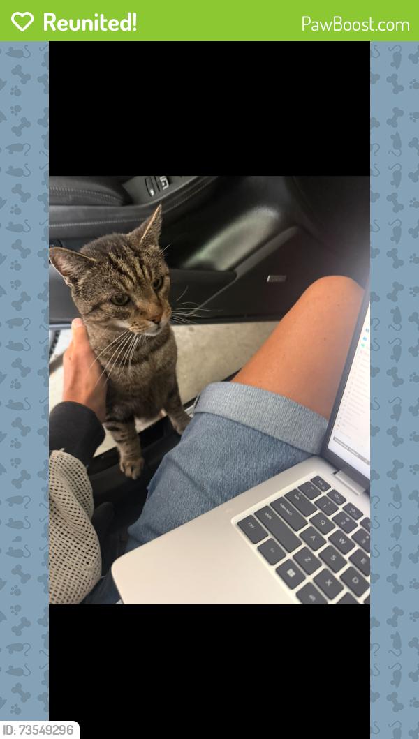 Reunited Male Cat last seen Chadmore Dr, Cary, NC 27518, USA, Cary, NC 27518