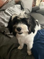 Lost Male Dog last seen Near Dusk Ave Kissimmee Fl, Kissimmee, FL 34744