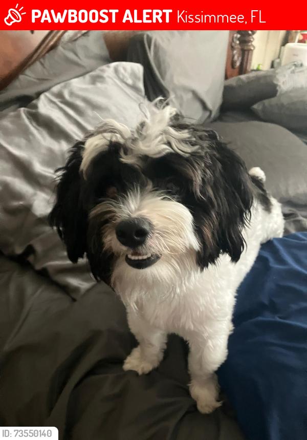 Lost Male Dog last seen Near Dusk Ave Kissimmee Fl, Kissimmee, FL 34744