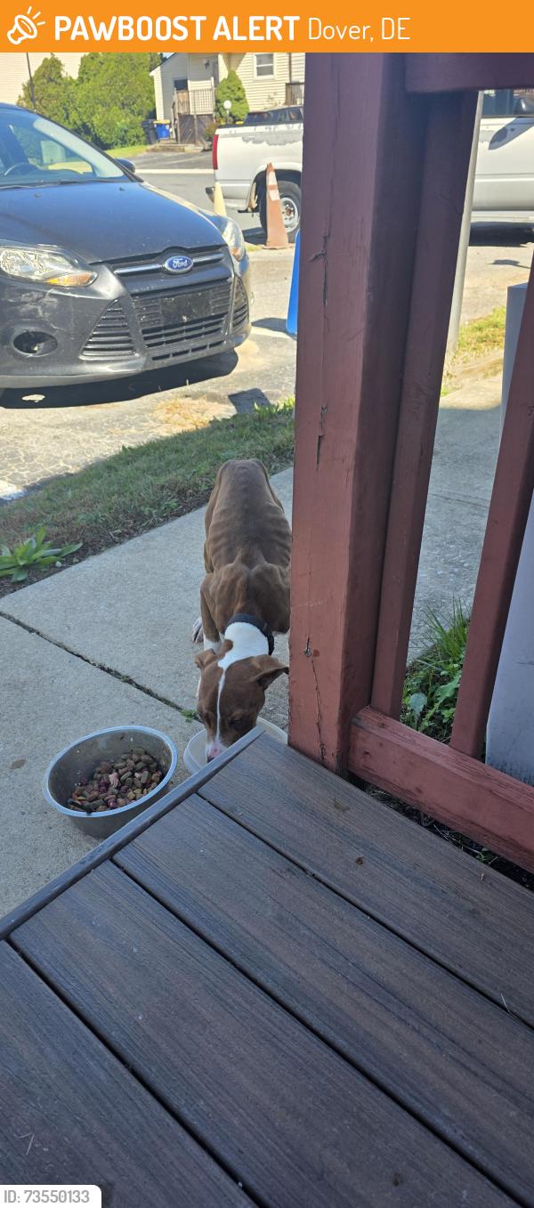 Found/Stray Male Dog last seen General green, Dover, DE 19901