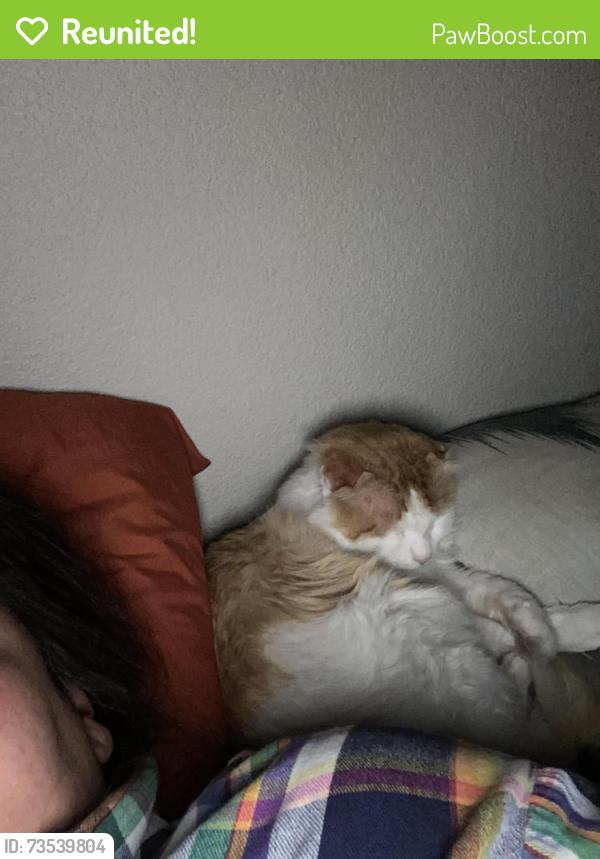 Reunited Female Cat last seen Near and Irma dr, Northglenn, CO 80233