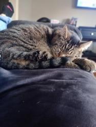 Lost Male Cat last seen Graham St, Charlotte, NC 28206
