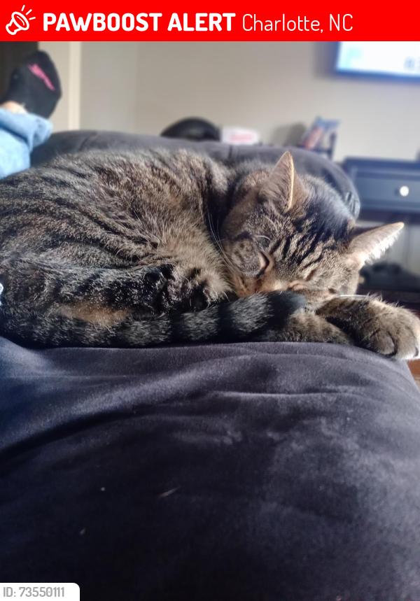 Lost Male Cat last seen Graham St, Charlotte, NC 28206