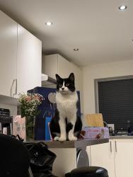 Lost Male Cat last seen West Park, Darlington, England 