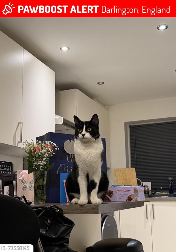 Lost Male Cat last seen West Park, Darlington, England 