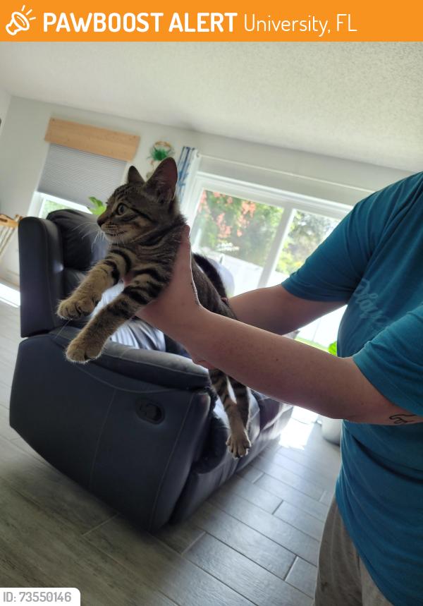 Found/Stray Unknown Cat last seen Brittany Place Subdivision, University, FL 32826