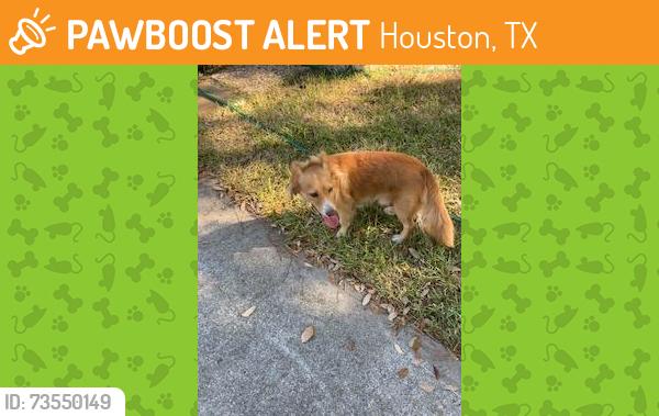 Found/Stray Male Dog last seen ravenhead and darlene, close to edgebrook and south shaver, Houston, TX 77034