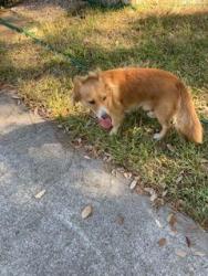 Found/Stray Male Dog last seen ravenhead and darlene, close to edgebrook and south shaver, Houston, TX 77034