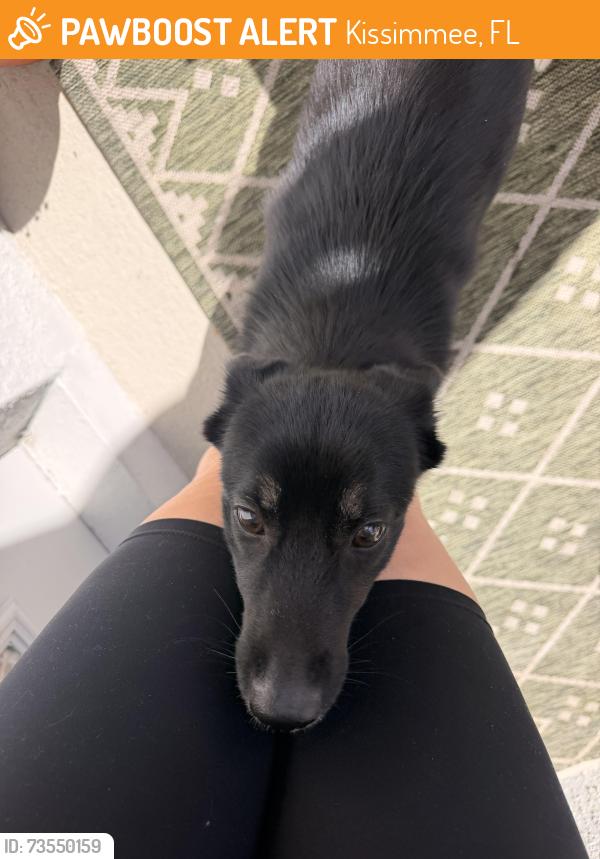 Found/Stray Female Dog last seen Abrazo apmts, Kissimmee, FL 34747