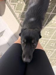 Found/Stray Female Dog last seen Abrazo apmts, Kissimmee, FL 34747