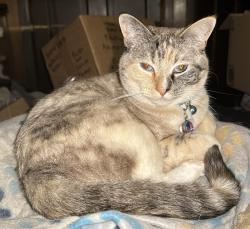 Lost Female Cat last seen Forestview drive and ridgeland ave Tinley Park, Tinley Park, IL 60477