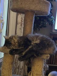 Lost Female Cat last seen Cedarwood Blvd, Baldwinsville, NY 13027
